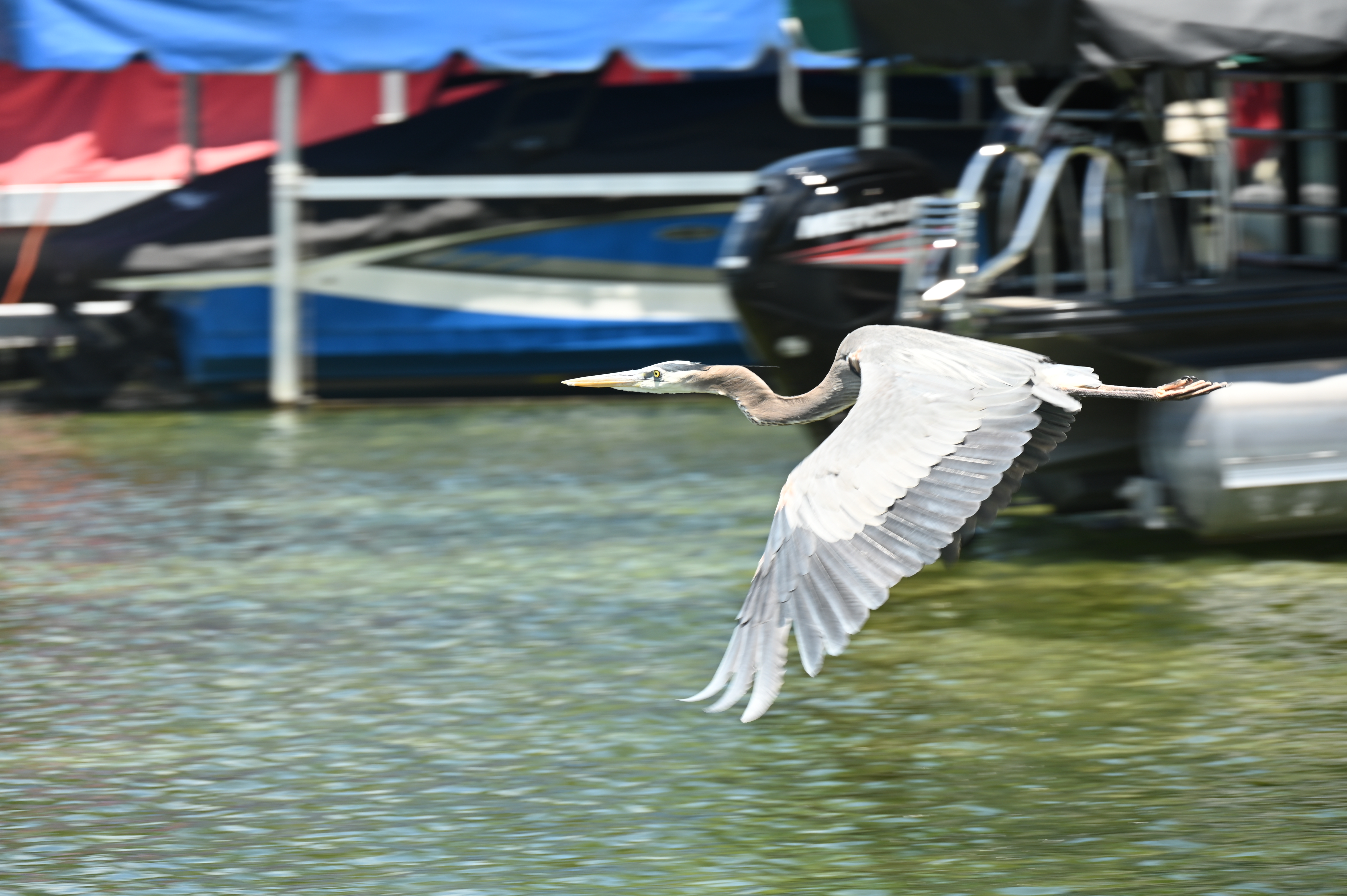 Wisconsin bird