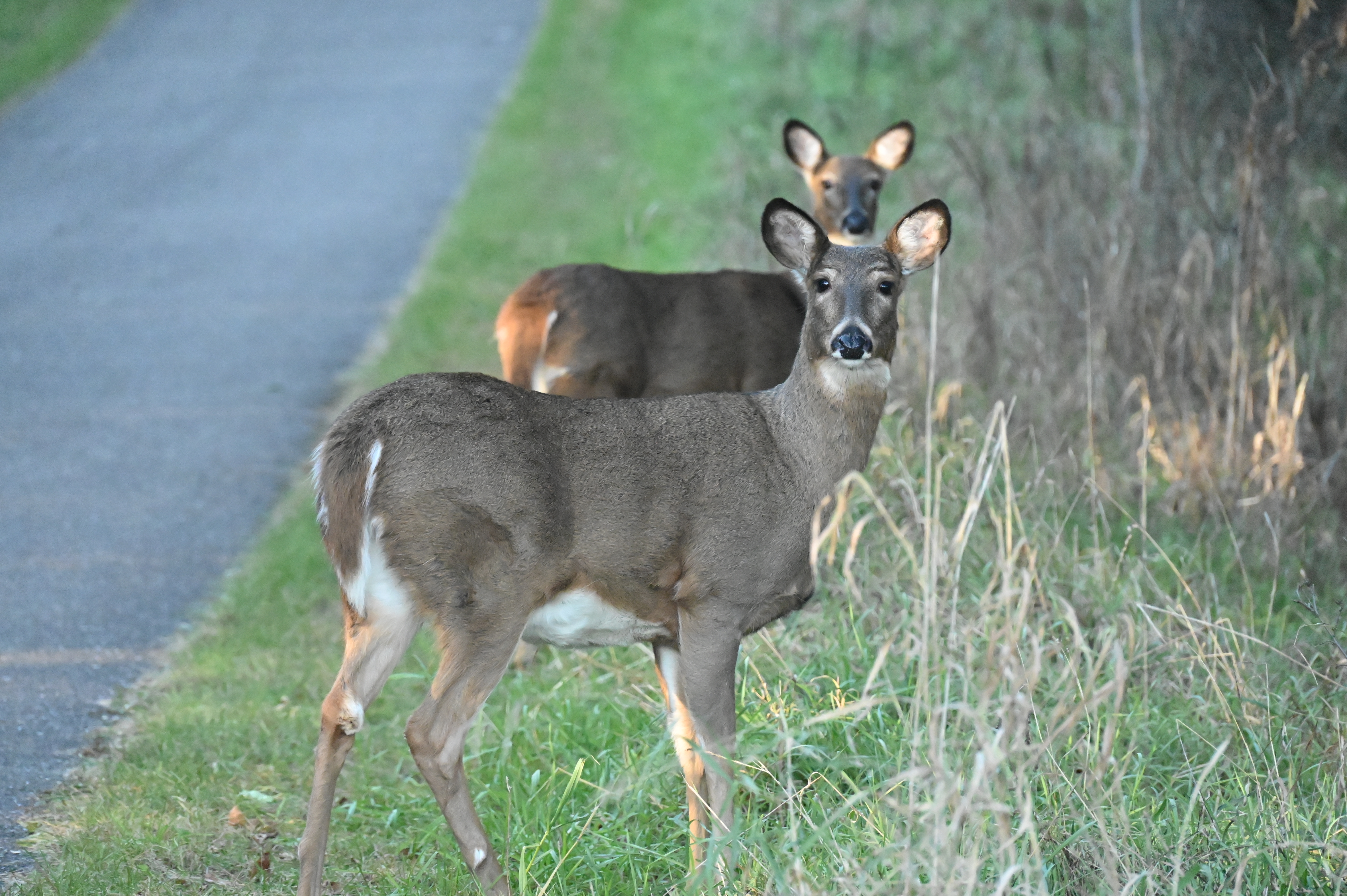 Wisconsin deer